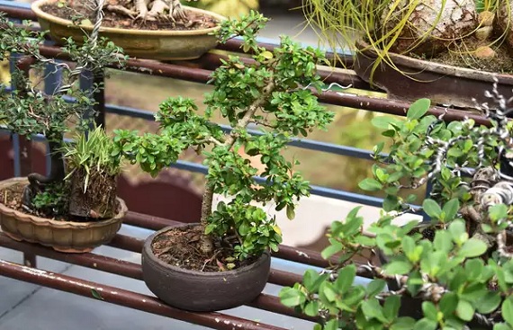 Chandigarh sets up bonsai garden with 74 plant species