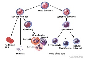How Targeted Therapies are Boosting Outcomes for Bone Marrow Cancer