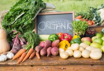 Organic Foods – Importance Of Food Intake