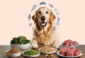 Fredun Pharma Launches Plant Based Pet Food 'Snacky Jain' for Pet Health