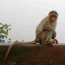 Monkey Thief