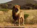 Lion Heart Dilip Godhani