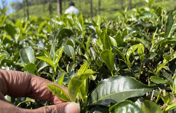 India's tea transport prospect to G20 nations bright say stakeholders