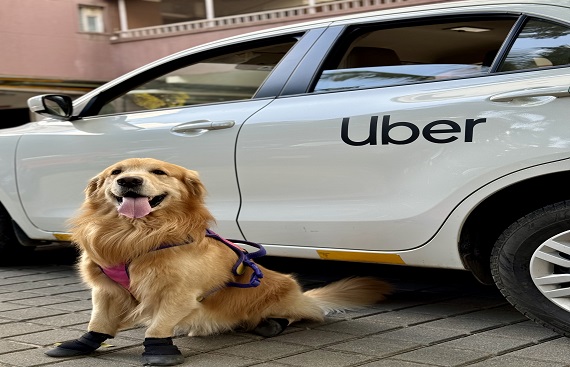 Uber Pet launches in Bangalore - A new way to travel with your furry friend