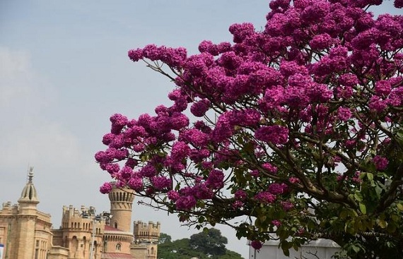 Bangalore Trends as the city becomes pink trumpets bloom