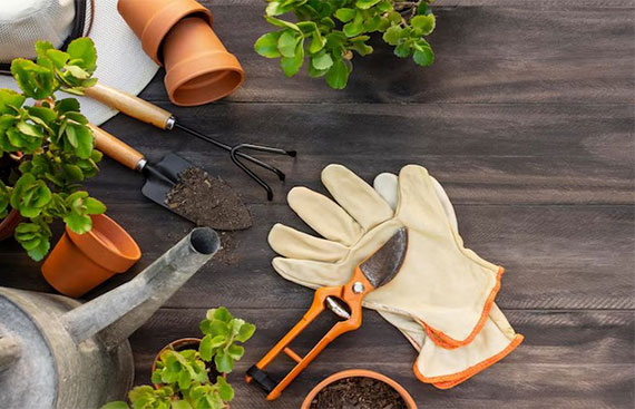 Green Thumb on a Budget: Gardening Tools and Plant Care with Discount