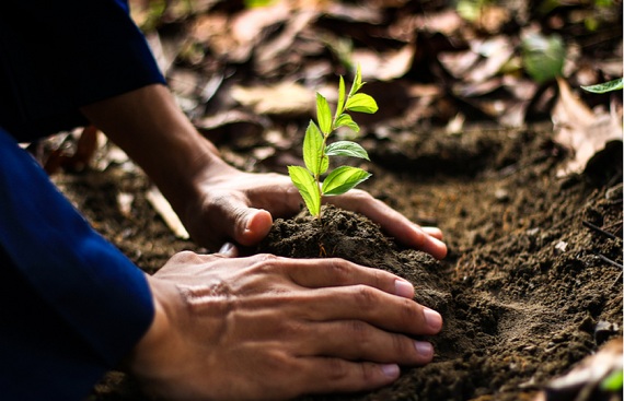 The Global Environment Facility’s approves plans to put nature on recovery path