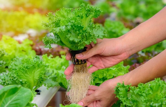 Top 5 Successful Hydroponic Farms in Bengaluru