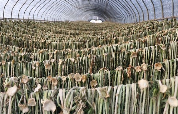 What Is The Best Glazing For A Greenhouse?