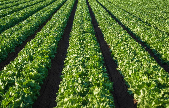 India Secures USD 98 Million Loan from ADB to Boost Horticulture Productivity