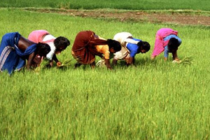 Budget 2013: Rs.27,049 Crore Outlay For Agriculture Ministry