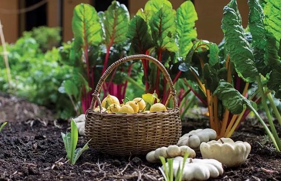 India to Revise NPOP Standards to Boost Organic Exports