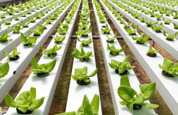  Varshney Hydrofarms wants to expand presence in Mumbai, Bengaluru