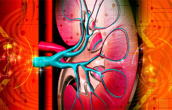 Understanding the Risk Factors of Chronic Kidney Disease