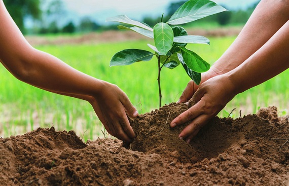 Raigarh incorporates Blockchain to monitor industrial CSR Tree Plantation