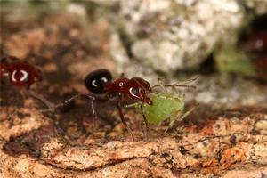 Ants Speak the Language of the Internet