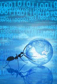 Ants' behavior inspires new computer antivirus software