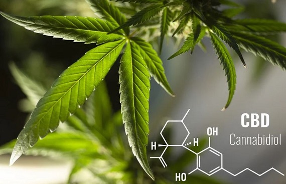 Top 7 Full Spectrum CBD Tinctures