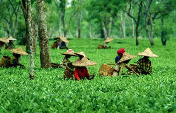 Guwahati Tea Auction Sells Assam Tea for Rs 2.3K Crore in FY23-24