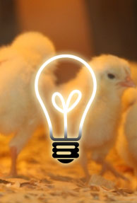 Farmer's technology turns chicken dropping to electricity