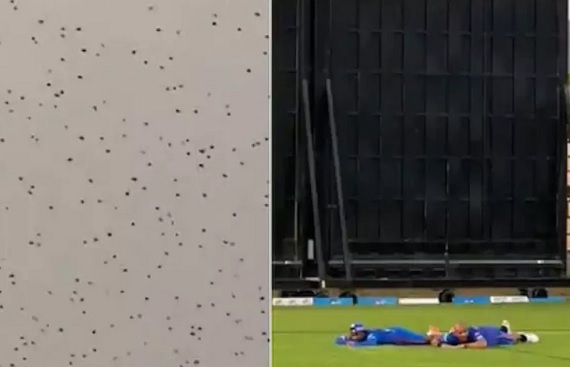 Bee attack stops Mumbai Indians' practice session, players lay down to save themselves