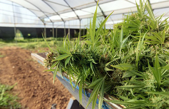 How To Get High Weed Yields: Guide To Increase Your Cannabis Harvest