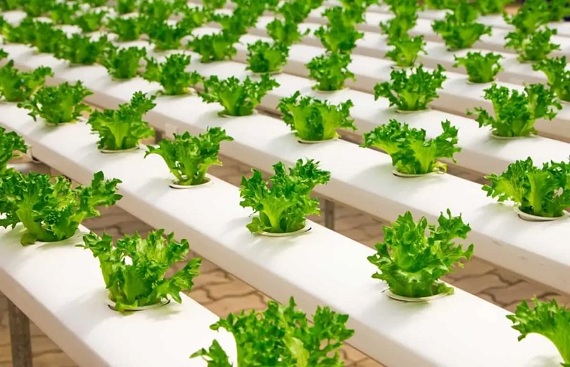 Nutrifresh, leading Hydroponic Agritech, announces Industry veteran Agronomists for better production and Management