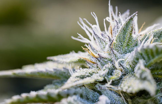 What Is THC-P? Legality, Benefits, Effects, Potency, Risks and Uses