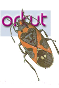 'Bom Sabado' worm hits Orkut