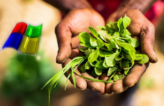 New Microsoft programme to empower agritech startups in India