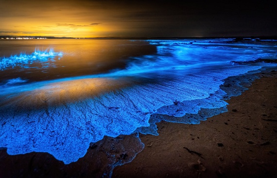 Exploring the Wonders of Bioluminescence: The Mystery of Light in the Depths of Ocean