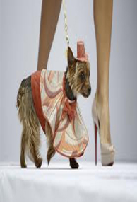 Dog Gets 10,000 Pound Cosmetic Surgery !