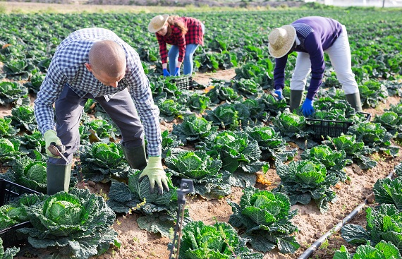 VNIT innovations on agro waste management support farmers to get additional revenue sources