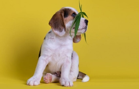 6 Best CBD Oils For Pets in the Market