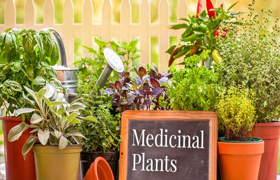 5 Medicinal Plants You Should Definitely Grow at Home
