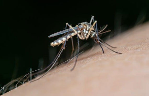 PharmEasy Report Reveals Dengue Hotspots