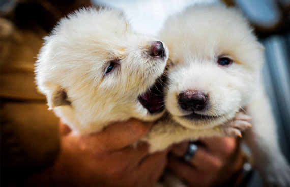 Meet Romulus, Remus, and Khaleesi: The World's First De-extinct Dire Wolves