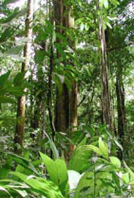 Assam makes effort to preserve lone rain forest