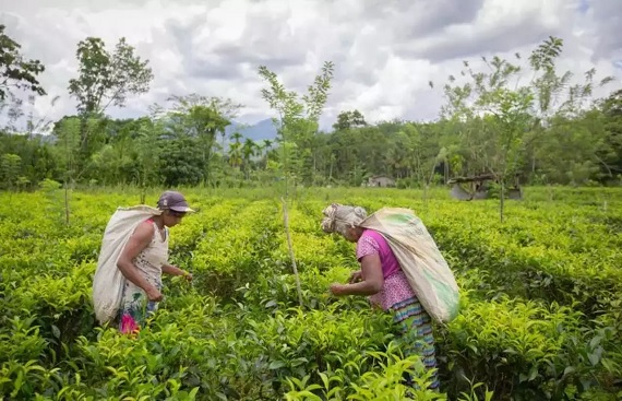 India Surpassing Srilanka to Become World's Seconds Largest Tea Exporter