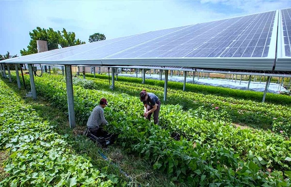 Transforming Small-Hold Farming: India-Sweden Link up on Solar-powered Smart Farms