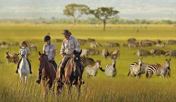 Wildlife Safari in Tanzania