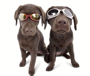 Doggles, Goggles for dogs, Weird business idea that made millions