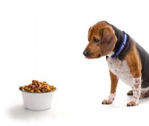 5 Tips to Save Money on Pets