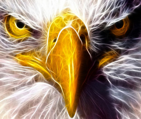 Why should CEOs be like the Eagle?