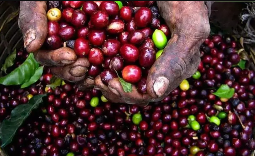 Kenyan latest news: fresh produce export to UK falls due to high chemical residues