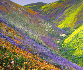 valley of flowers