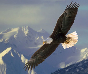 Why should CEOs be like the Eagle?
