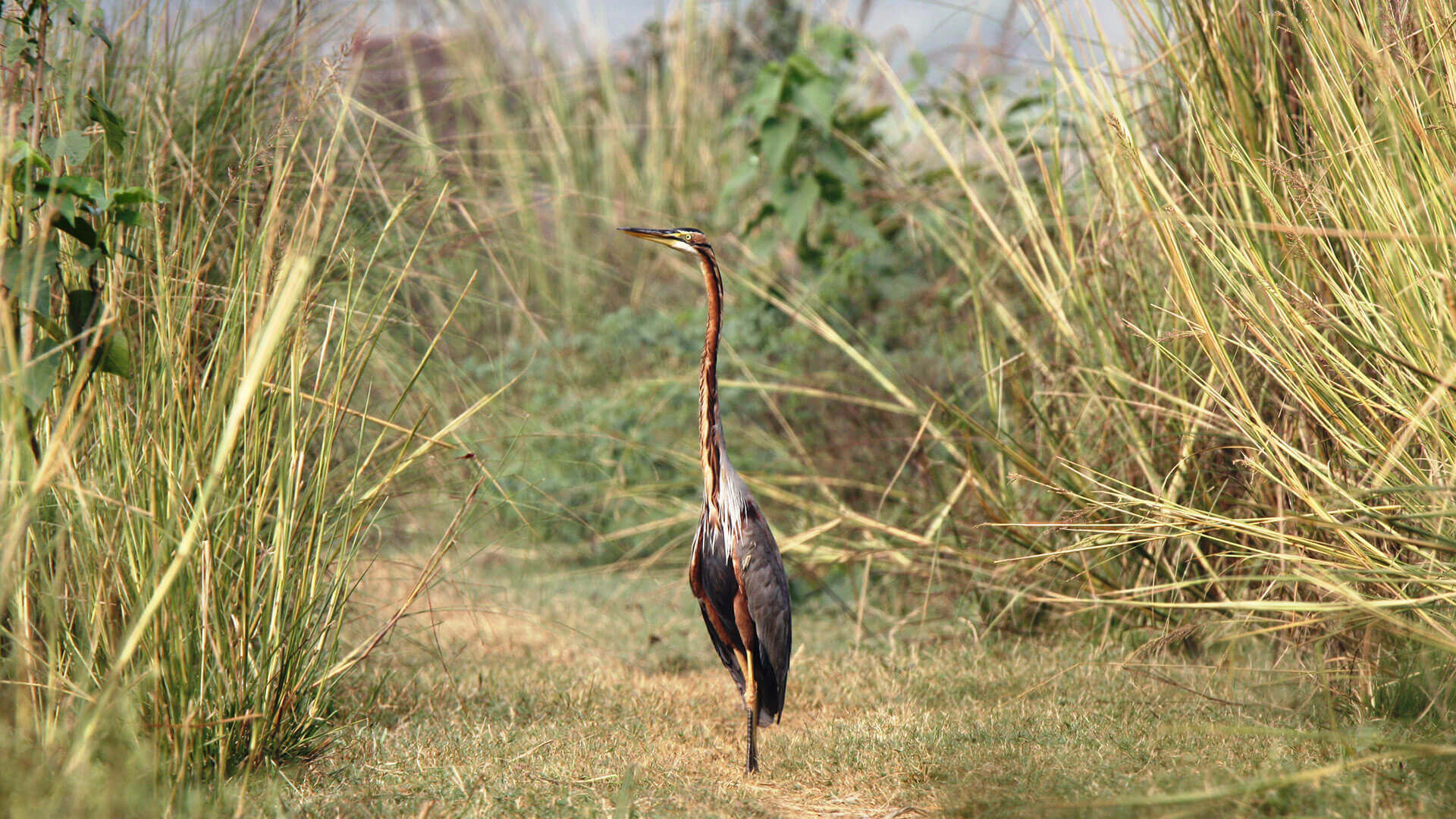 Sultanpur Bird Sanctuary - An Abode To Rich BirdLife