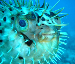 puffer fish
