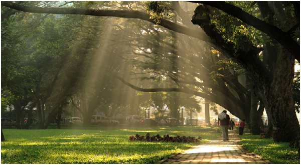Cubbon Park 